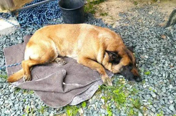 Chien trouvé , photo: Chien type berger allemand trouvé à Plesse