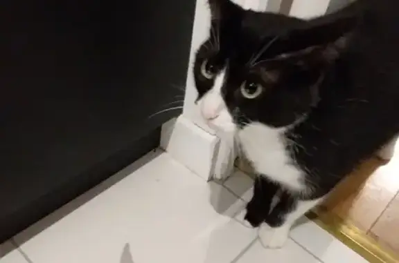 Chat perdu, Malakoff, photo: Chatte noire et blanche disparue à Malakoff