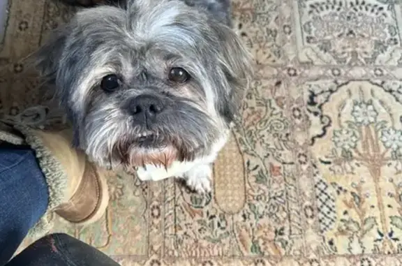 Chien perdu Givry, photo : Lhassa Apso Attila perdu à Givry