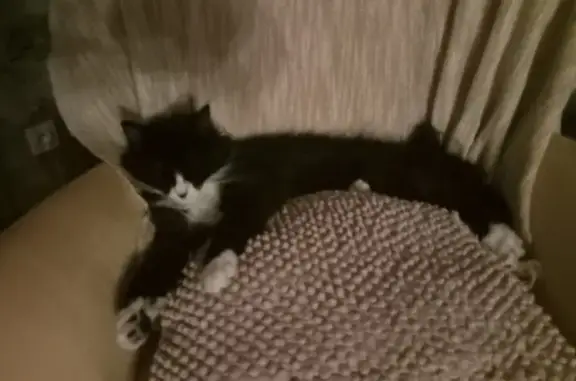 Animaux perdus , photo: Chatte noire et blanche perdue à Loix