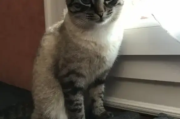 Animaux perdus , photo: Chat disparu à Bénévent-l’Abbaye