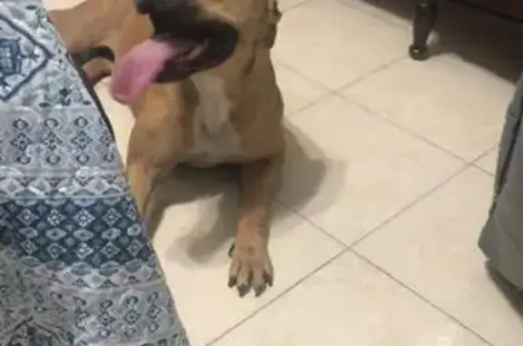 Perros perdidos, , foto: ¡Ayuda! Buscamos Perro Asustado - Recompensa