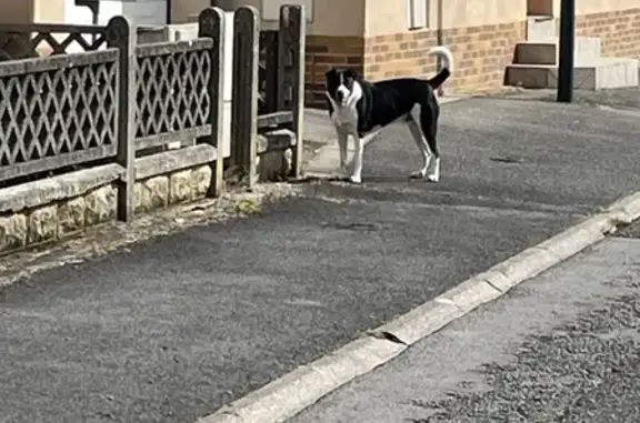 Chien blanc et noir trouvé à Harnes - photo