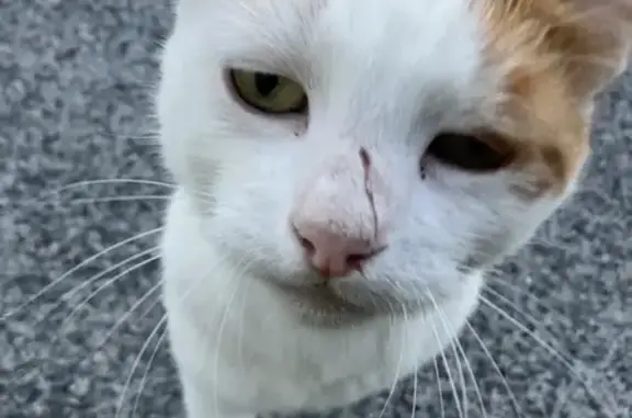 Chat blanc et roux trouvé, griffure sur nez - photo