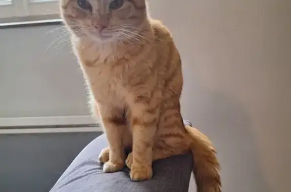 Animaux perdus Navilly, photo: Chat mâle sociable disparu à Navilly