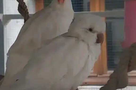 Animaux perdus , photo: Perruche blanche perdue à Maubeuge