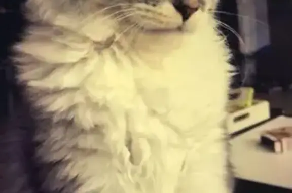 Animaux perdus Meursac, photo: Minette, chat tricolore, disparue à Meursac