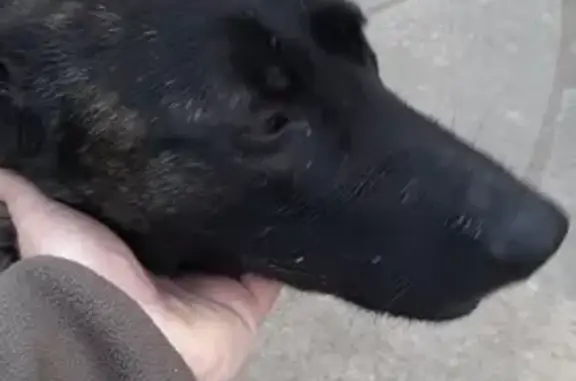 Chien Berger hollandais femelle trouvé à Chatenay - photo