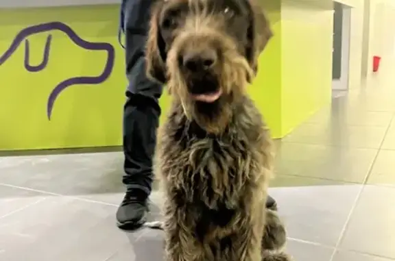 Chienne trouvée à Leuville-sur-Orge - photo