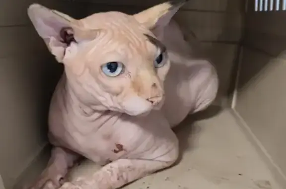 Chat Sphynx 2 ans trouvé à Nîmes, pucé - photo