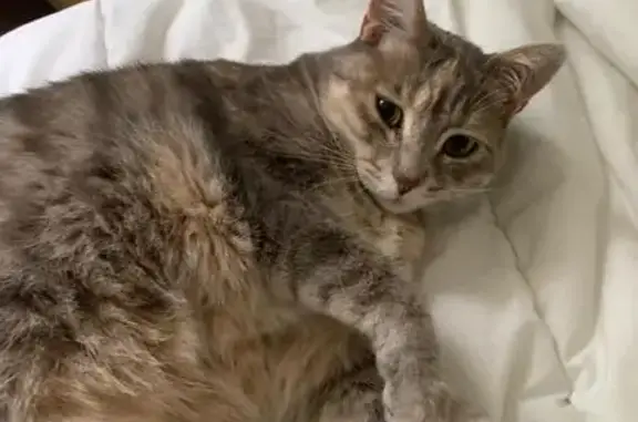 Chat perdu, La Teste-de-Buch, photo: Chatte perdue avec collier gris, Tika, La Teste