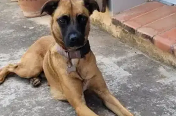 Chien perdu : Tipounch, peureux et gentil - photo