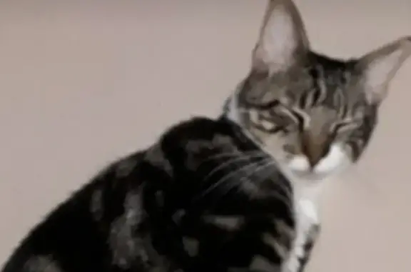Animaux perdus Pacé, photo: Chat gris perdu à Pacé, Avenue des Touches