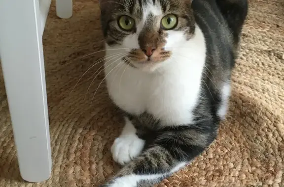 Animaux perdus Tours, photo: Chatte blanche rayée perdue à Tours