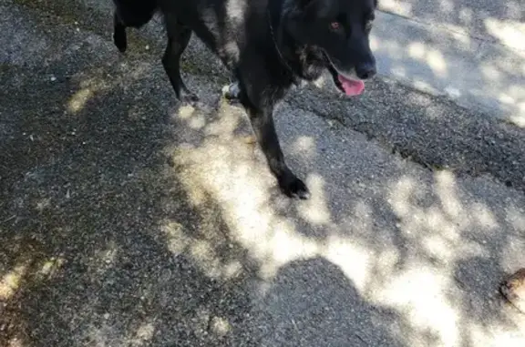 Chien aperçu devant portail, parti impasse - photo