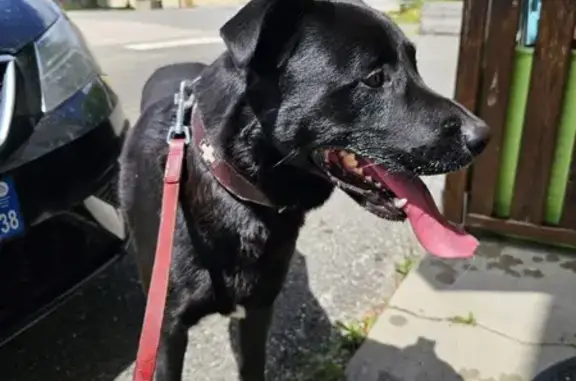 Chien trouvé sans collier, tache noire langue - photo
