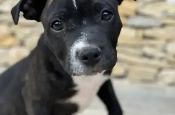 Animaux perdus , photo: Chiot staffy noir bringé perdu à Reynier