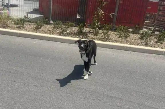 Deux chiens trouvés au rond-point Leroy Merlin - photo