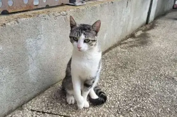 Chat câlin trouvé blessé à Alixan - photo