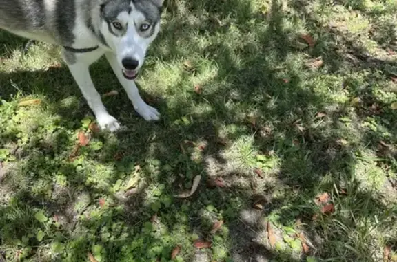 Husky trouvé à 14h Rue Diderot, Bourges - photo