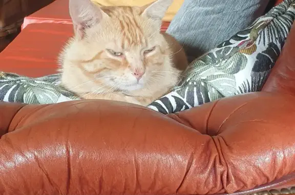 Animaux trouvés , photo: Chat mâle roux trouvé à Saint-Goazec