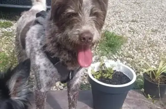 Chien trouvé avec collier et harnais à St-Paul - photo