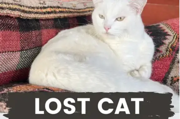 Missing White Cat Named Ivy - Mountcastle Dr.