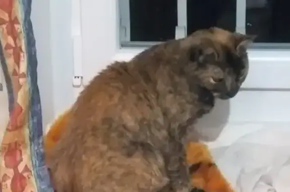 Chatte écaille de tortue perdue à Saint-Prim - photo
