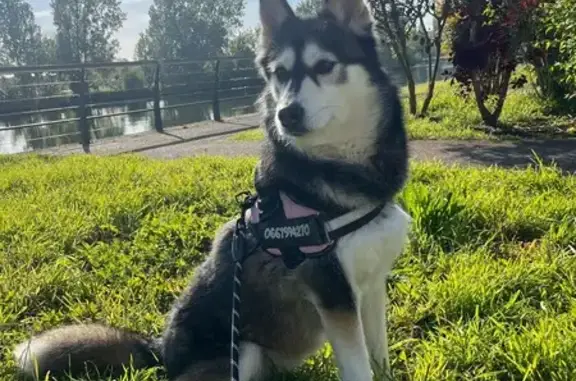 Chien perdu , photo : Husky Nyssia perdue au Gault-du-Perche