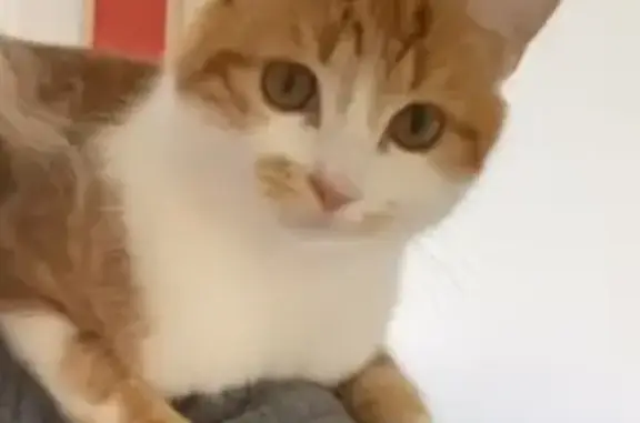 Chat perdu, , photo: Chaton roux et blanc perdu à Nonant-le-Pin