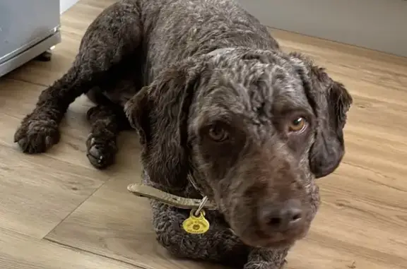 ¡Ayuda! Perro de Agua Español Perdido