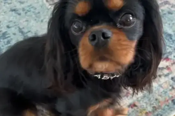 Chien perdu , photo : Chien perdu : Cavalier King Charles, 10 mois