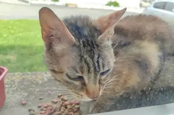 Animaux trouvés , photo: Chatte sociable trouvée rue de l'Église
