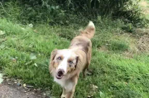 Jeune border collie trouvé à Beussent - photo