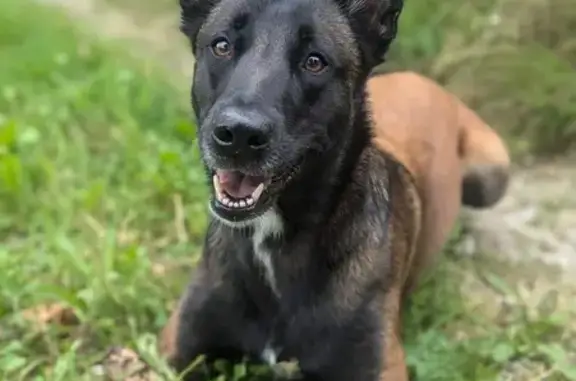 Chien perdu , photo : Chienne disparue Syrah, craintive, pucée, Godisson