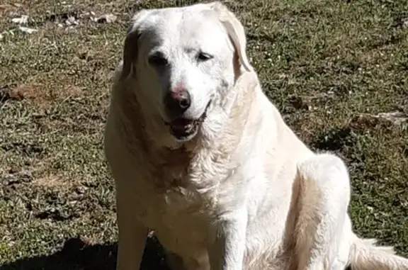 Chien perdu , photo : Chien perdu : Labrador blanc, femelle sourde