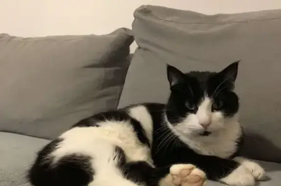 Animaux perdus Bléré, photo: Chatte noire et blanche disparue à Bléré