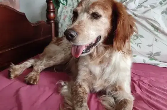 Chien trouvé Pau, photo: Épagneul breton femelle trouvée à Pau