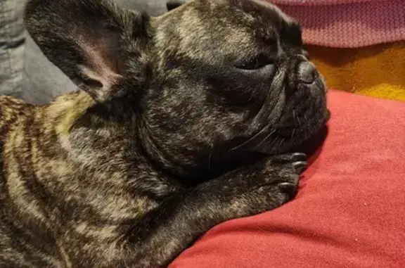 Chien Disparu: Bouledogue Français 10 Mois - photo