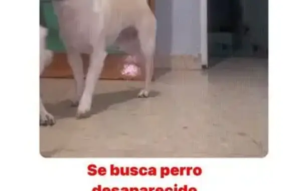 ¡Ayuda! Chihuahua Blanco Único Nano Perdido