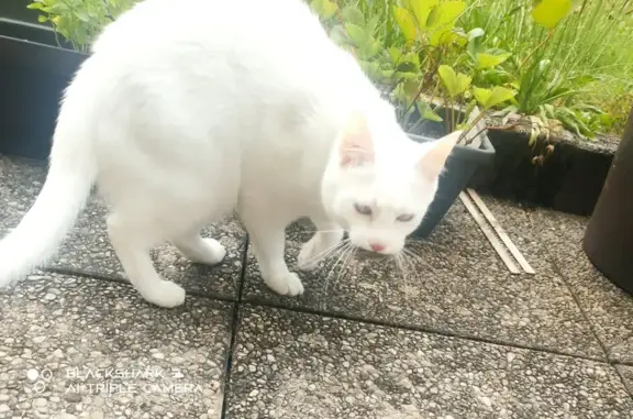 Chat perdu, Béligneux, photo: Chat Européen Blanc Perdu à Béligneux