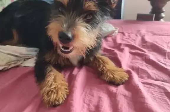 Chien trouvé Pau, photo: Chien trouvé: Terrier noir et orange à Pau