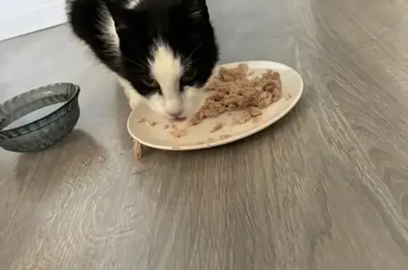 Chat noir et blanc trouvé à Châlons-en-Champagne - photo