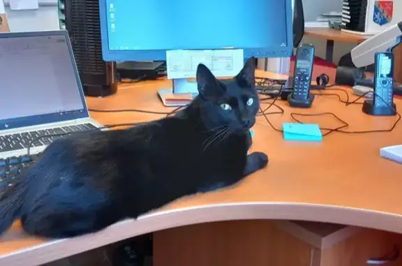 Chat noir trouvé à Savigneux le 5 juillet - photo