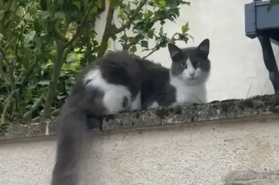 Chat gris et blanc trouvé à Gravigny - photo