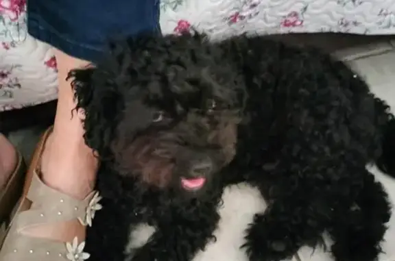 Caniche noire trouvée rue Raymonde Maous - photo