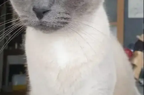 Animaux perdus Deuil-la-Barre, photo: Chatte européenne Libellule disparue à Deuil