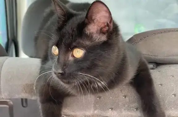 Chat noire Salsa disparue, rue Jean Sibuet - photo