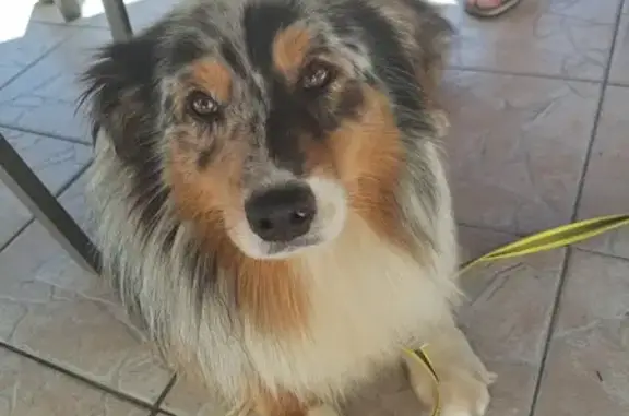 Chien trouvé Guérande, photo: Chien perdu à Guérande: Sigurd, berger australien