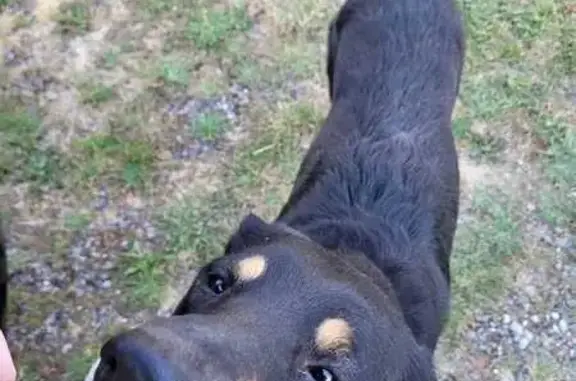 Chien trouvé Lassy, photo: Chien mâle non castré trouvé à Lassy